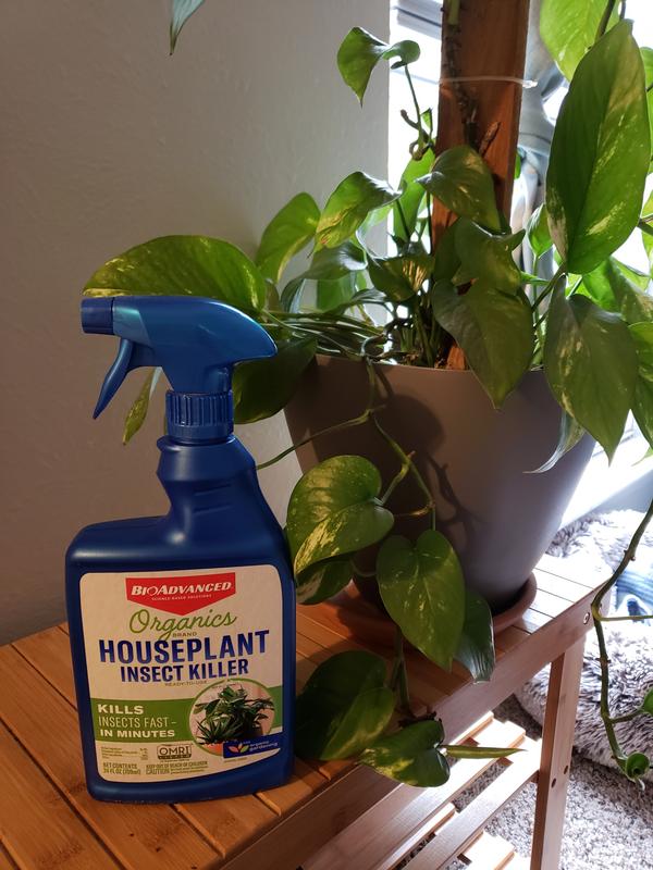 Houseplants are happy and healthy!