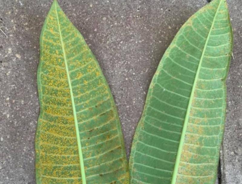 Rust on Plumeria leaves