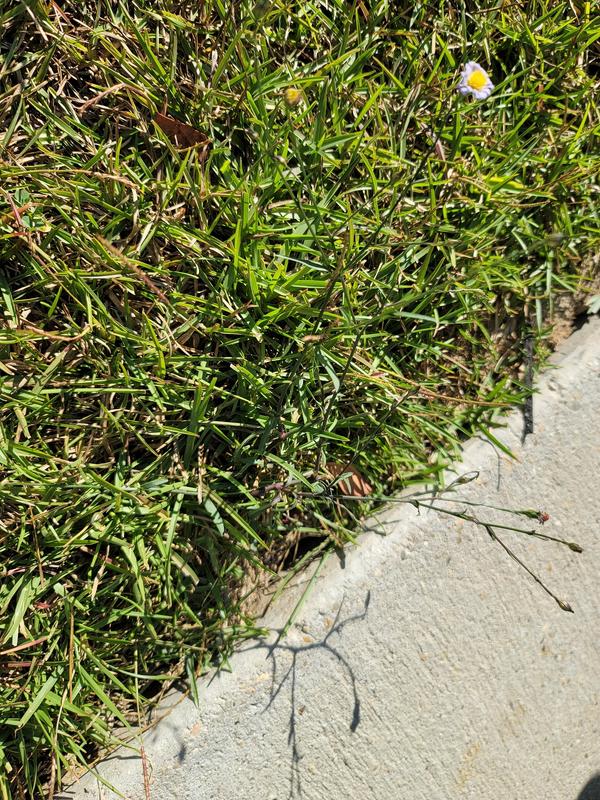 Still got a couple of stubborn ones still growing