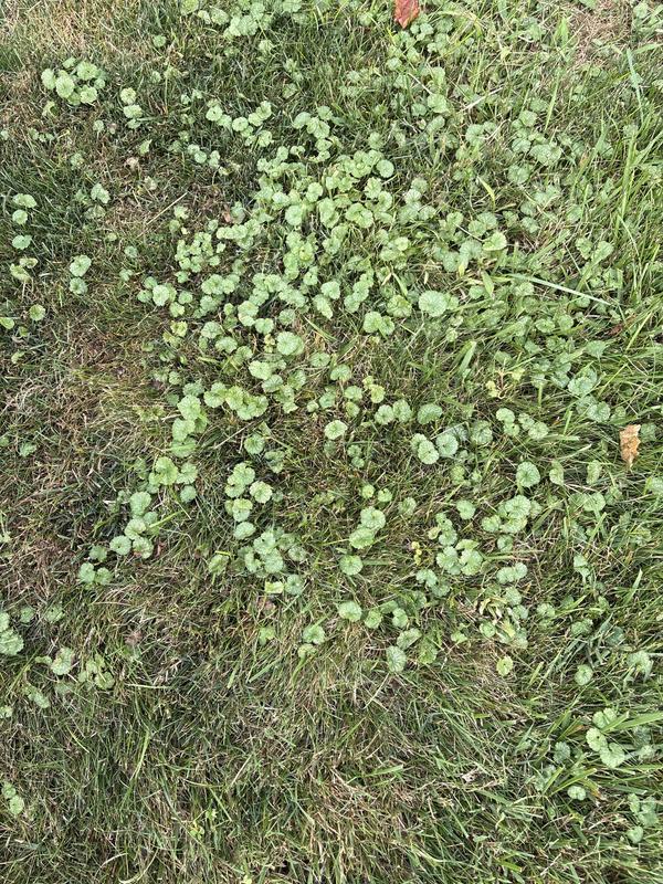 Clover- Side yard