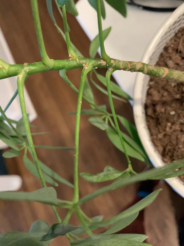 After first treatment