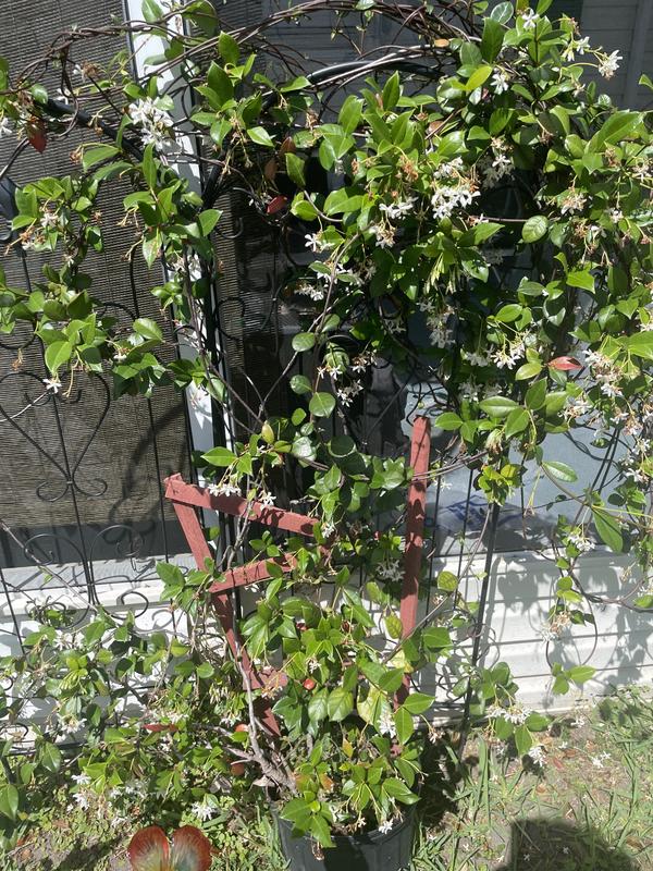 My Jasmine is now bug free