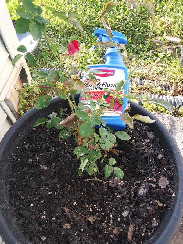 BAYER ADVANCED Rose and flower 24 -fl oz Trigger spray Garden insect ...