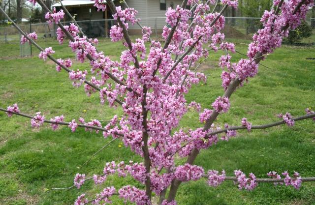 Redbud Sapling
