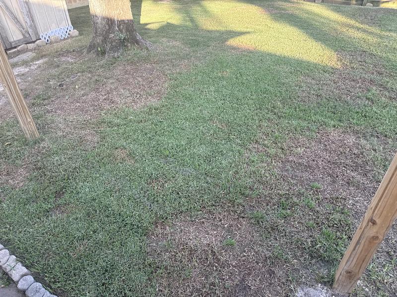Yard went from thick and green to this