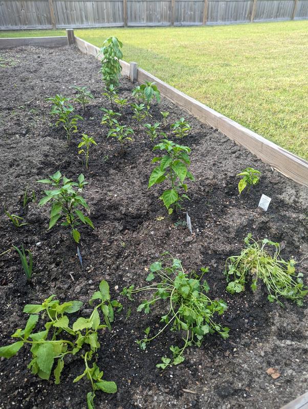 It helped with the ant situation