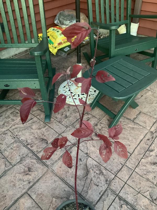 Two yr old seedling still in a pot infested with tiny caterpillars, then 3 rose plants that kept having holes in new leaves until I used Organics Insecticdal Soap regularly.