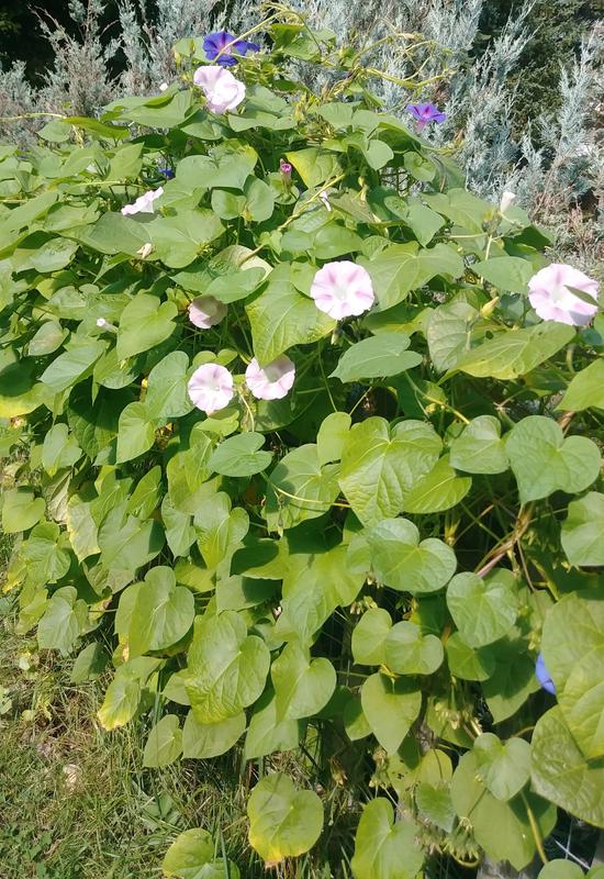 My morning glories exploded after one use!!!