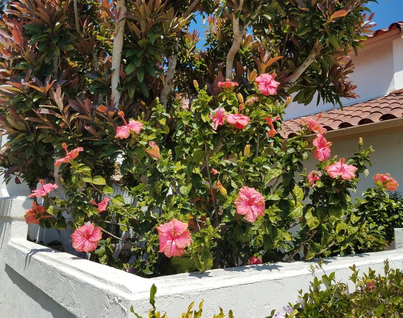 All-In-One Rose & Flower Care Granules | Bioadvanced