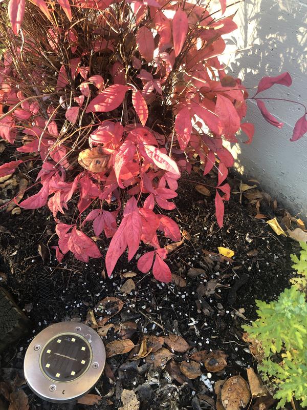 Sprinkles on ground.