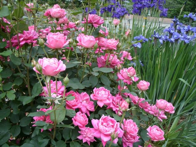 All-In-One Rose & Flower Care Granules | Bioadvanced