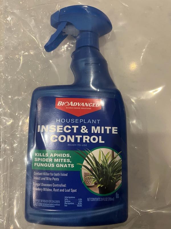 hardy lavender plant Lavandula Superblue Lavender 1 Gal