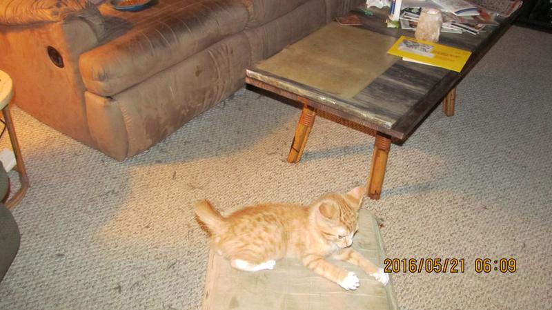 seresto flea collar pet supermarket