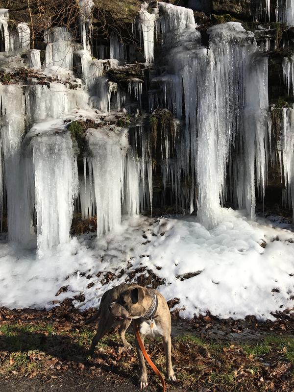 seresto flea collar pet supermarket