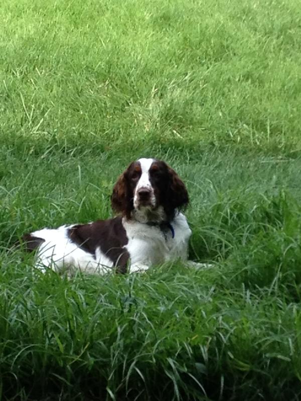 seresto flea collar pet supermarket