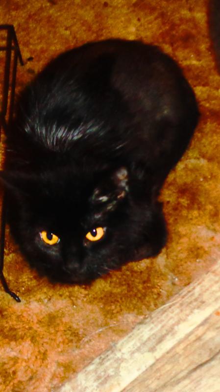 seresto flea collar pet supermarket