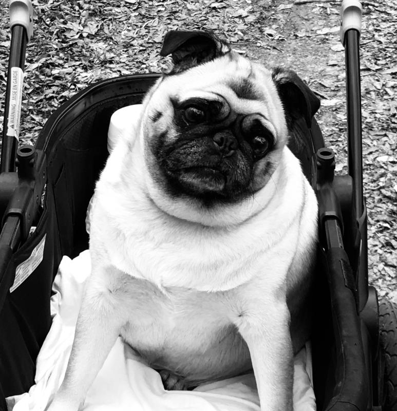 manta snap gear jogger