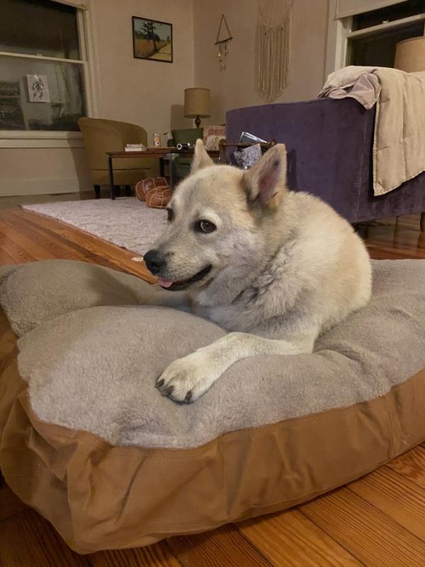 Carhartt Sherpa Top Dog Bed Hike & Camp