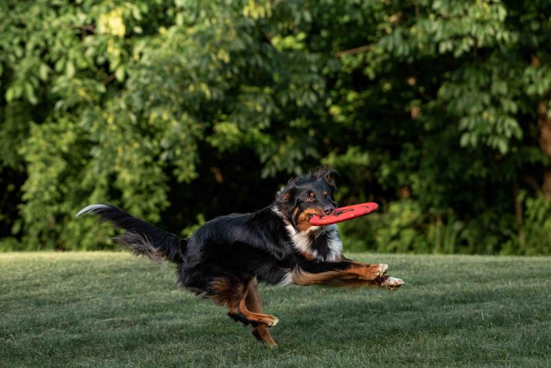 Petco dog outlet frisbee