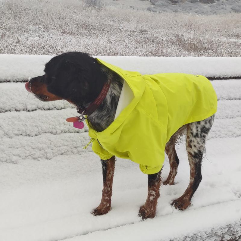 Dog on sale raincoat petco