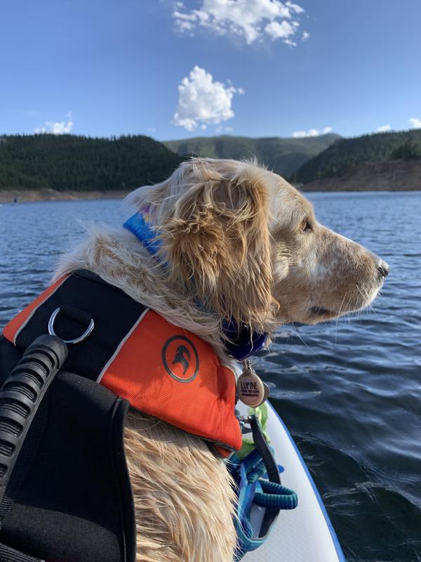 Petco dog outlet flotation vest