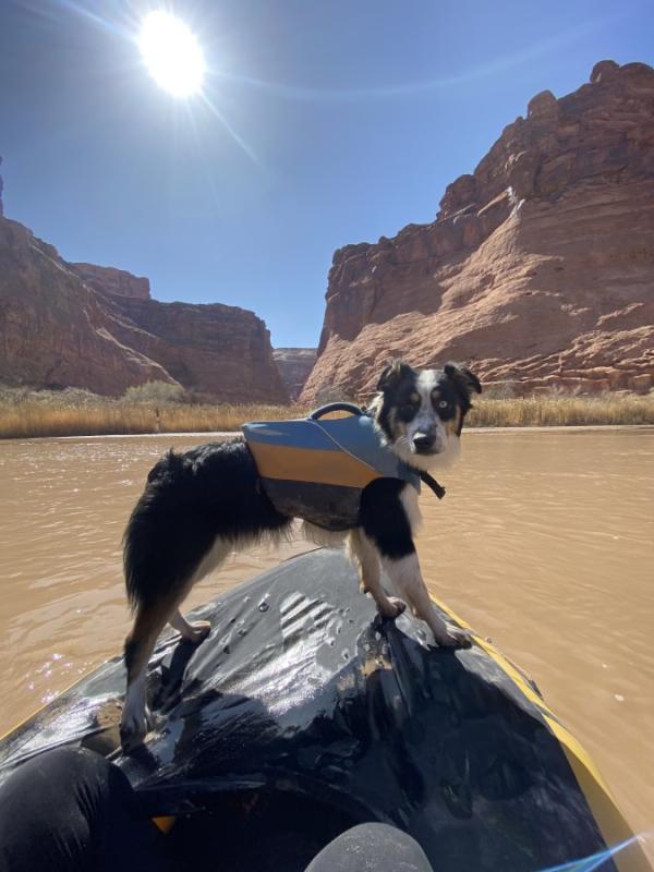 Aussie naturals store dog life jacket