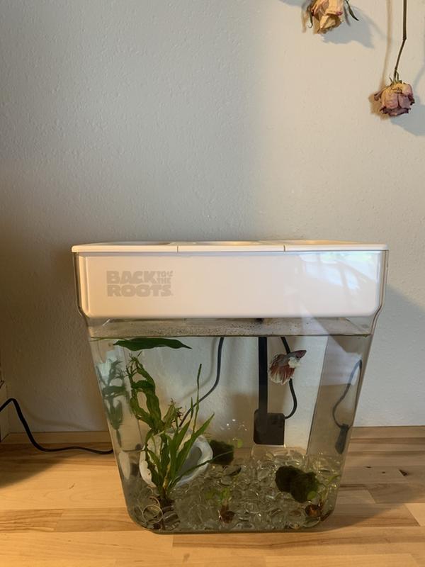 Premium acrylic water garden store fish tank that grows food