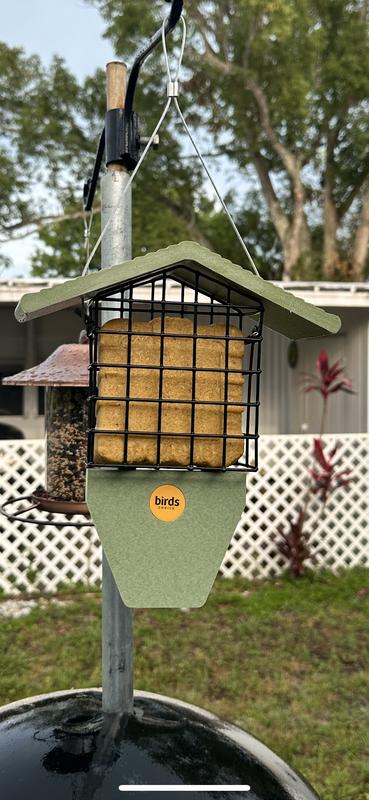 Our woodpecker was on this within 10 minutes!