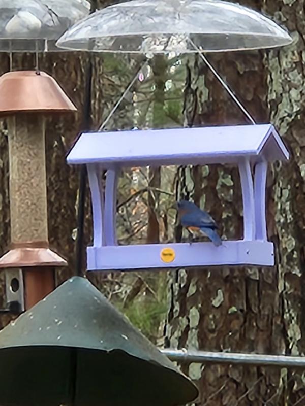 Bluebird loves it too!!