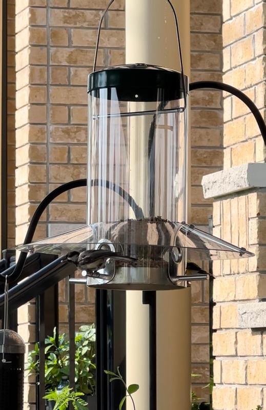 Chickadee and American gold finch