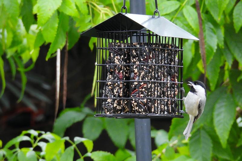 BIRDS CHOICE Cardinals Crave Seed Cake in the Bird & Wildlife Food ...