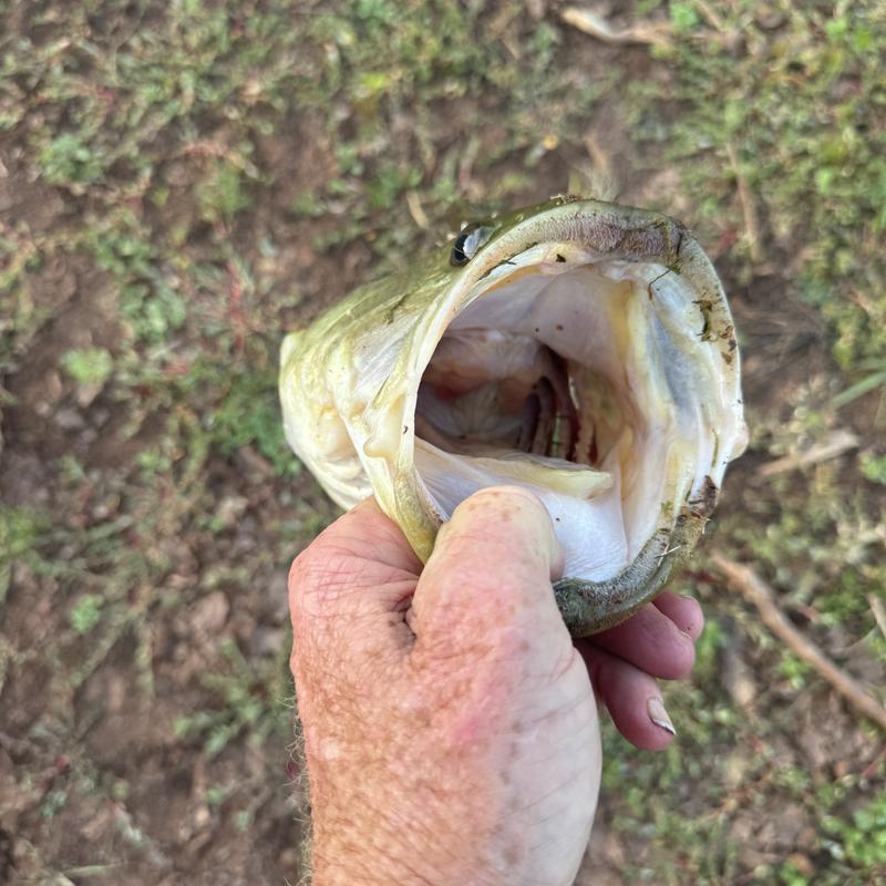 Gary Yamamoto Fuzzy Senko Soft Bait | Dick's Sporting Goods