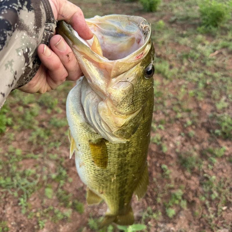 Gary Yamamoto Fuzzy Senko Soft Bait | Dick's Sporting Goods