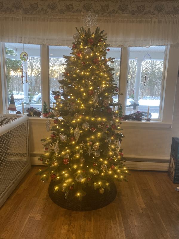 My beautiful BH Fraser Fir Narrow
