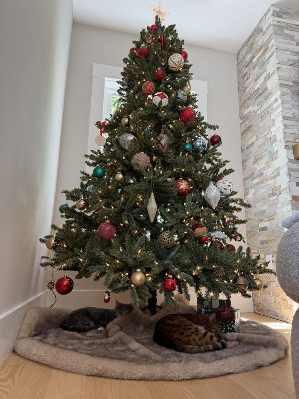 BH tree