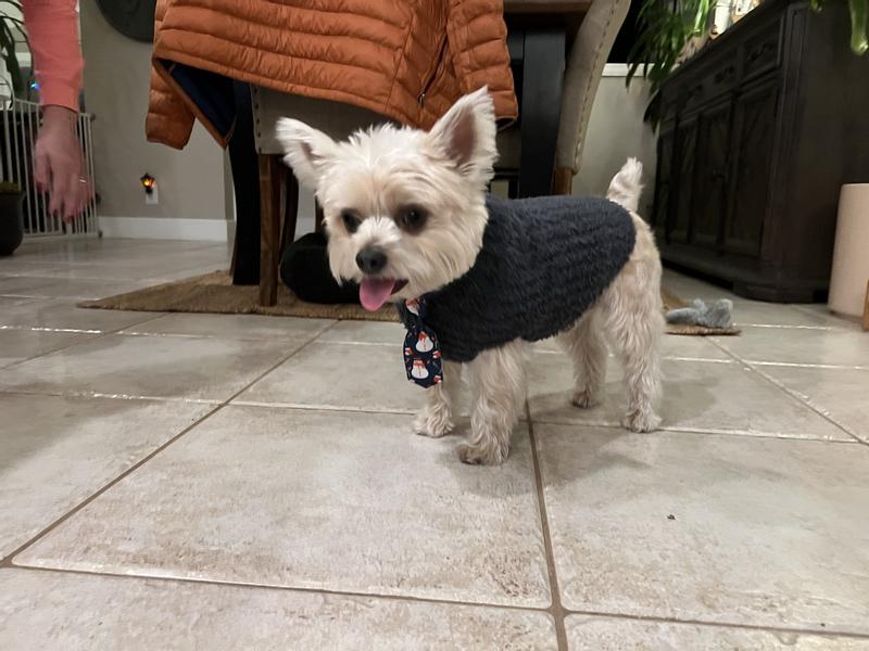 Customer photo for "Our new pet sweater, size"
