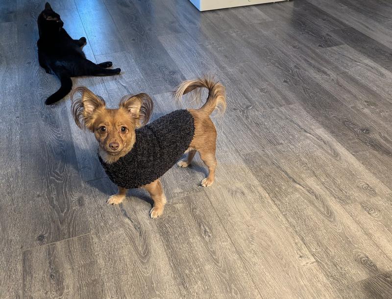 Customer photo for "Nala, Leia, Drexl"