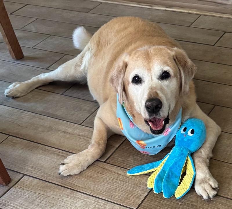 BarkBox Odd Otto Dog Toy – Petsense