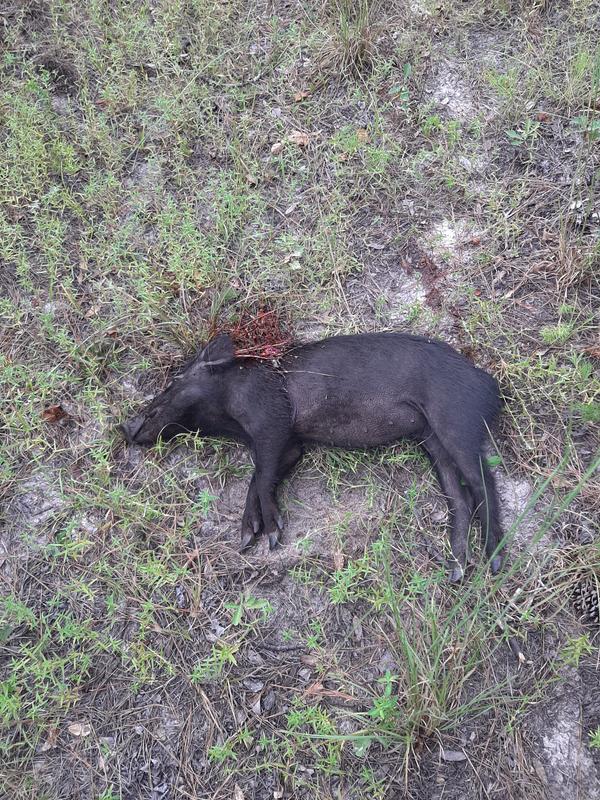 1st pig of the season with my XP400.