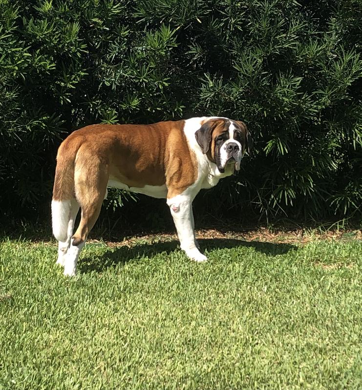 Photo from Saint Bernard momma