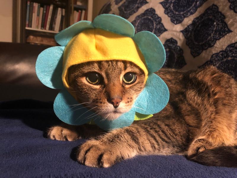 Fruit Cat Hat Blind Box – Miette