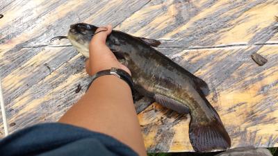 Fishing Worms, Live bait, Bubble house worm farm