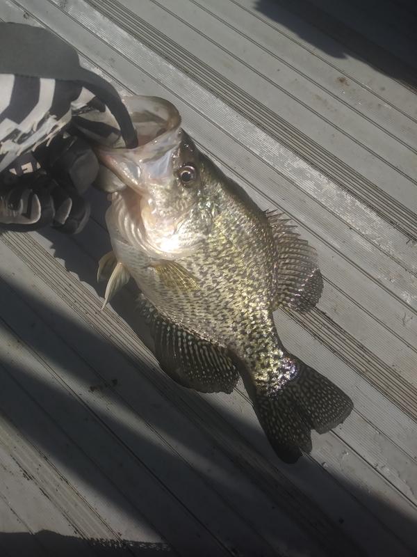 g loomis crappie rod