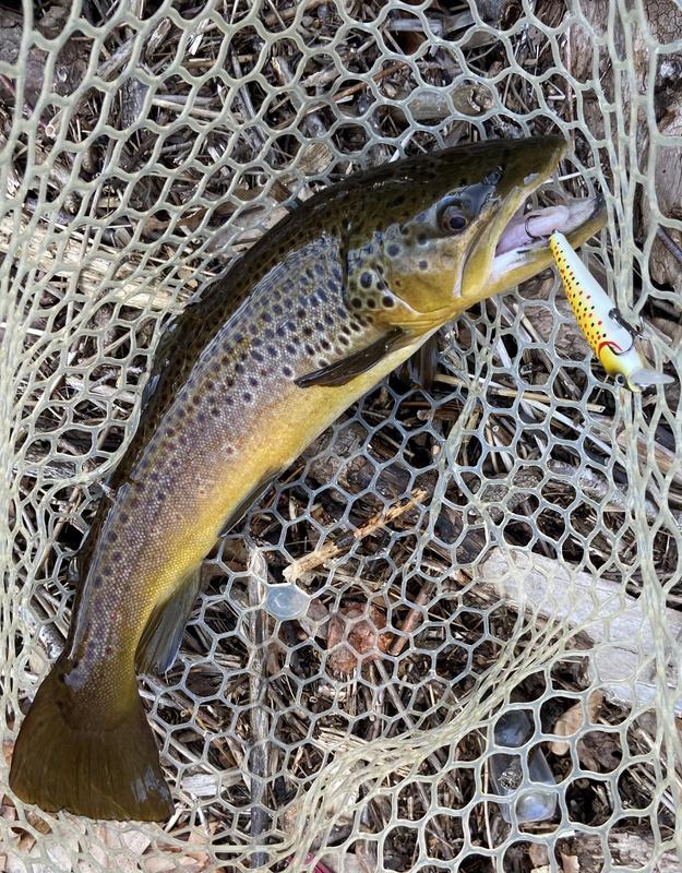 Dynamic Lures (HD Trout and J-SPEC) for Big Colorado Trout - Catch