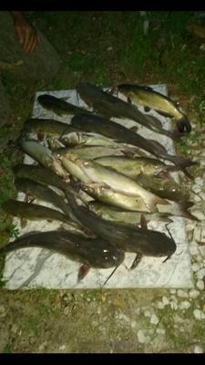 catfish charlie dip bait