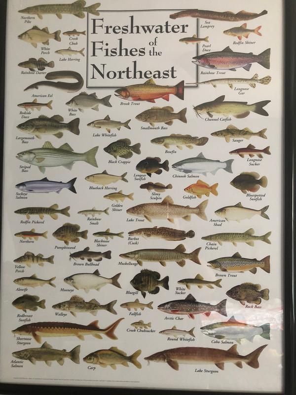 Freshwater Fishes of the New England & Adirondack Poster