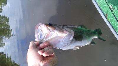 Cajun Monofilament Fishing Line