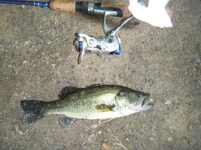 Lake Fork Trophy Lures Live Magic Shad 5.5 Watermelon Red Pearl