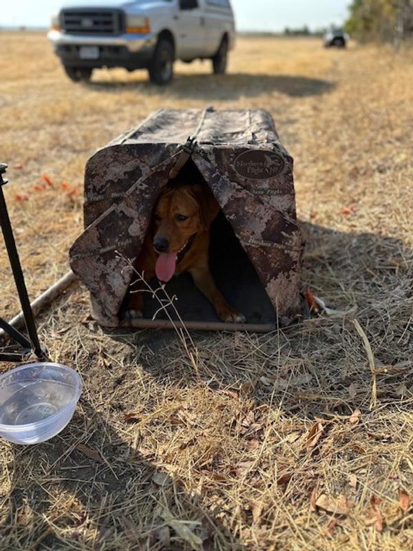 Northern Flight 3-Person Field Hunting Blind