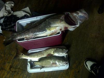 Berkley Lightning Rod Shock Series Spinning Rod Bass Pro Shops